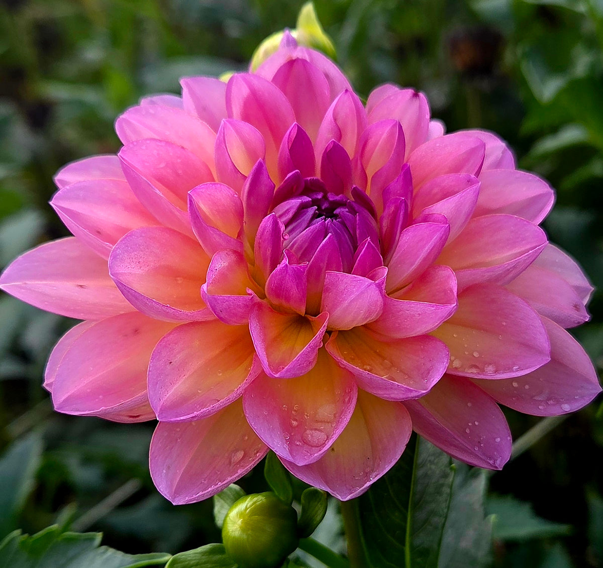 Sandia Rose