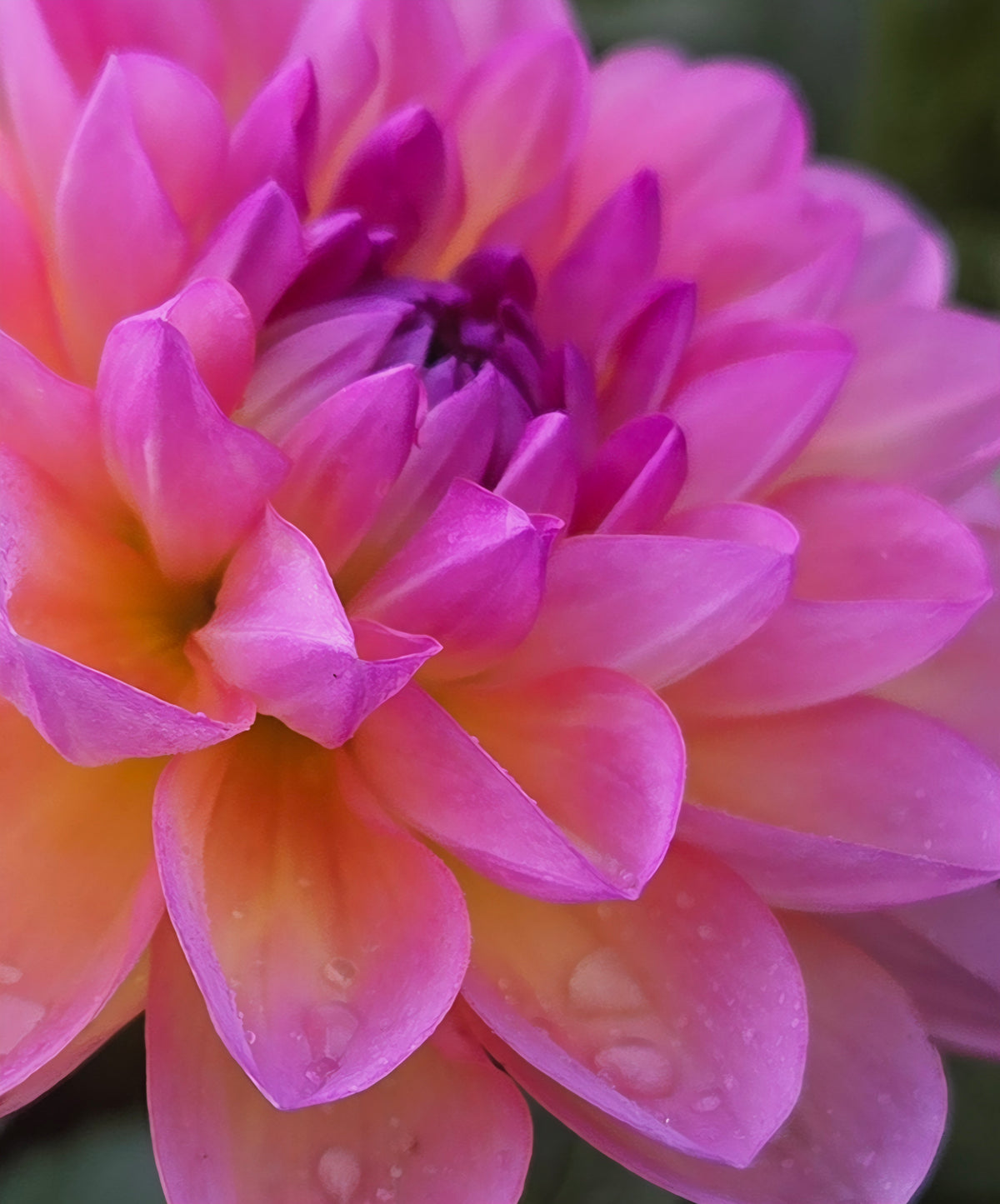 Sandia Rose