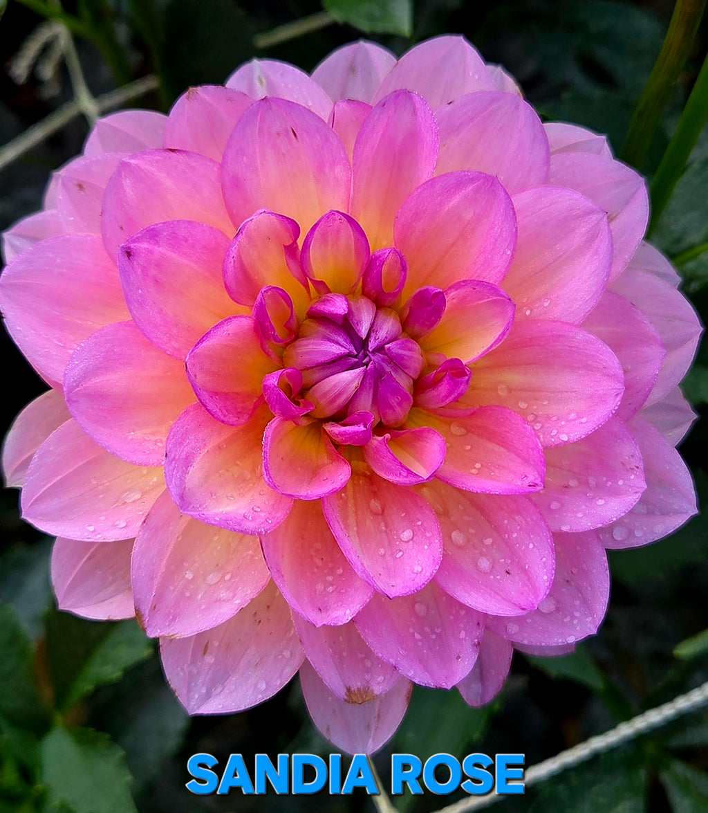 Sandia Rose