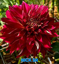 Nick SR