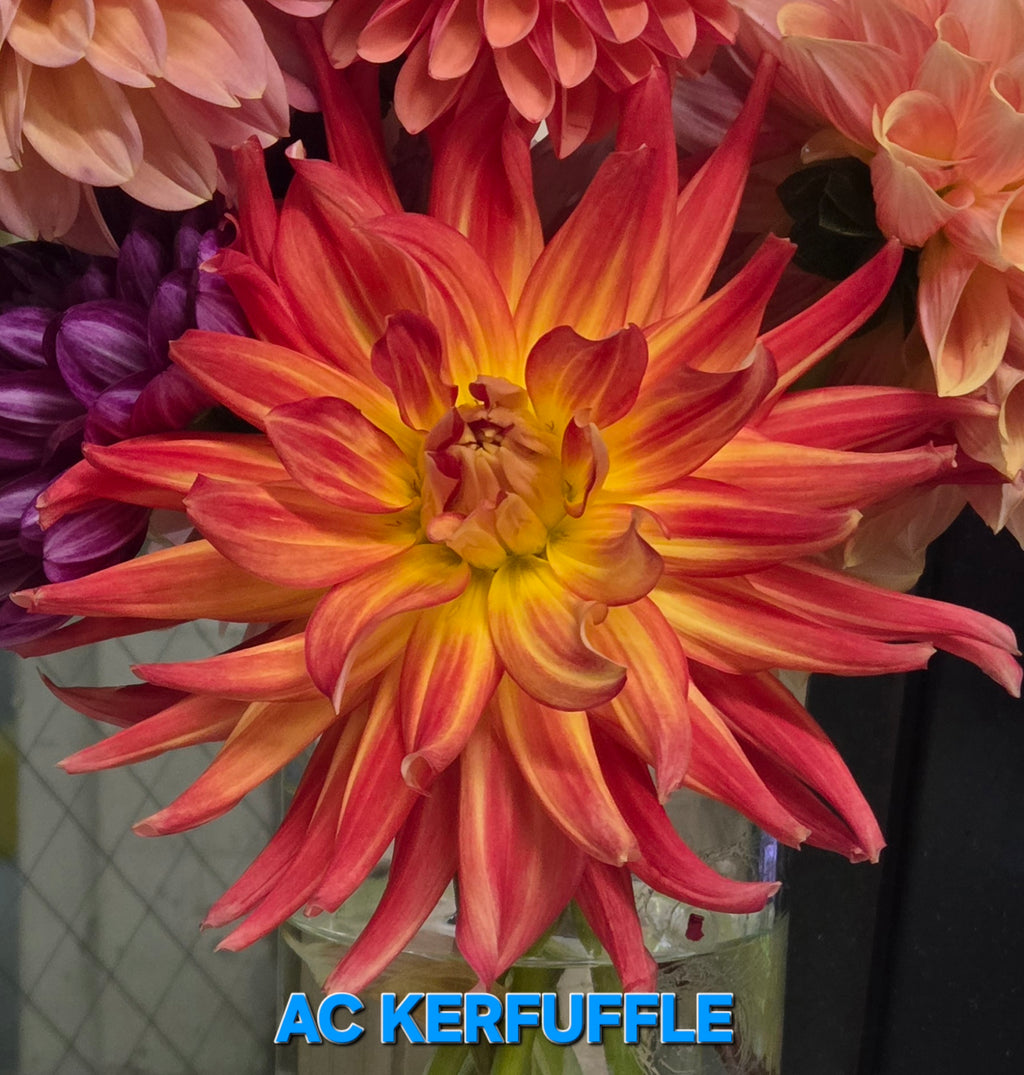 AC Kerfuffle