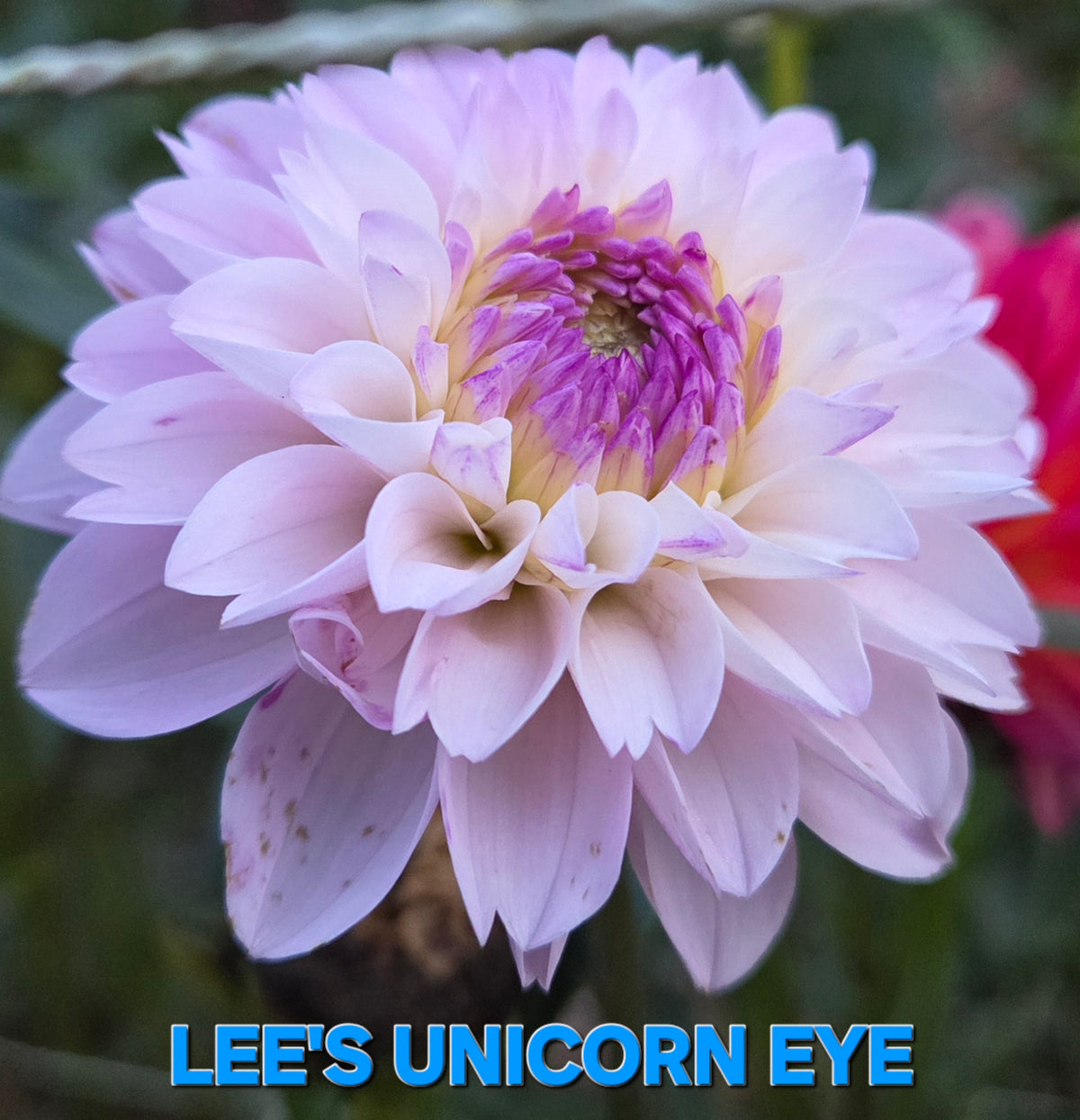 Lee's Unicorn Eye