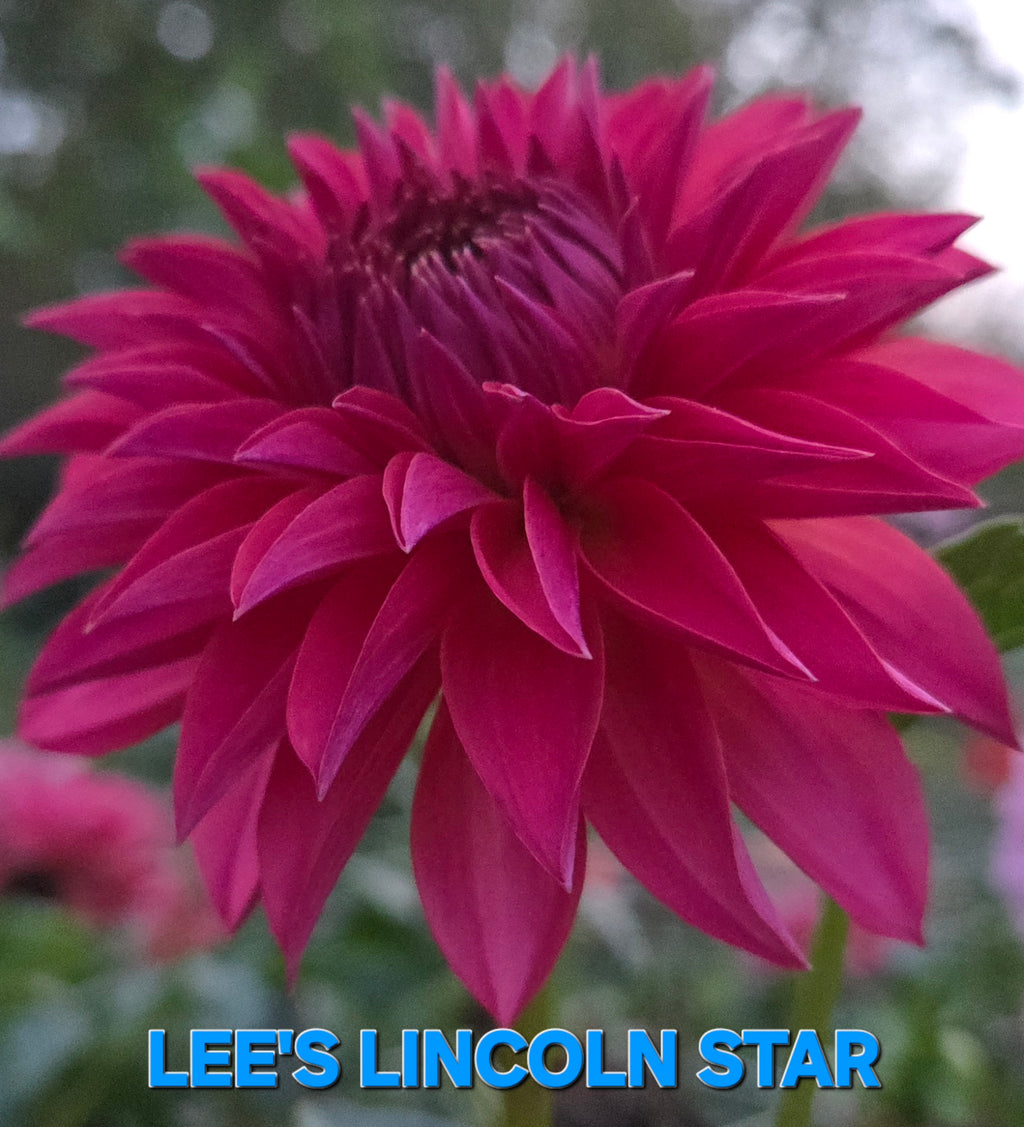 Lee's Lincoln Star