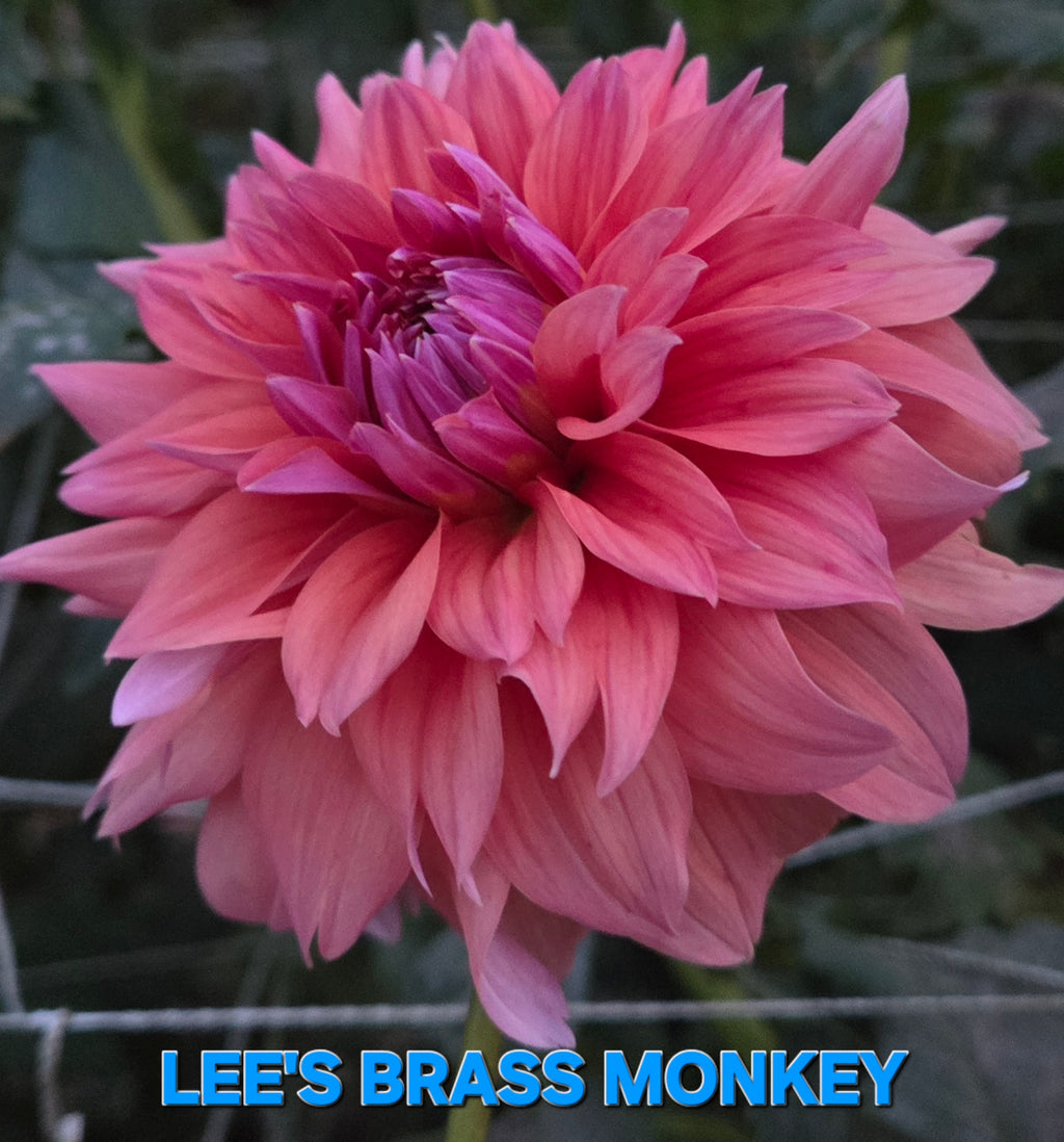 Lee's Brass Monkey