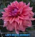 Lee's Brass Monkey