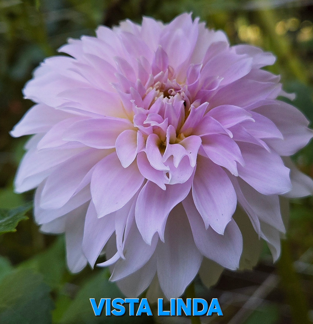 Vista Linda