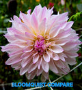 Bloomquist Compare