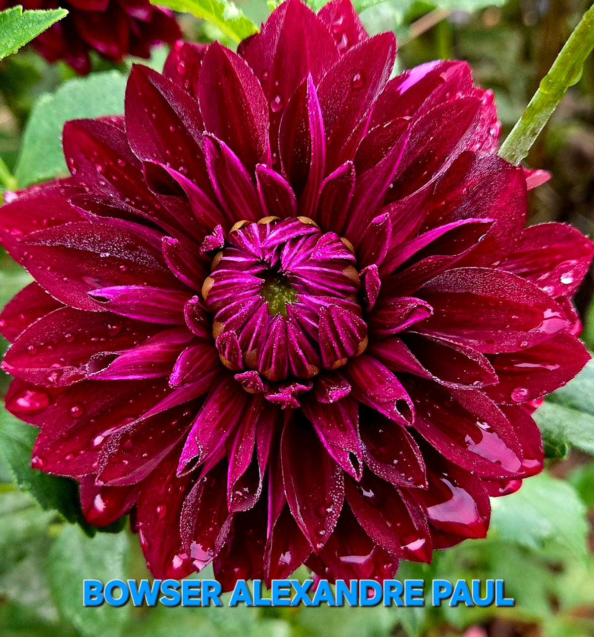 Bowser Alexandre Paul