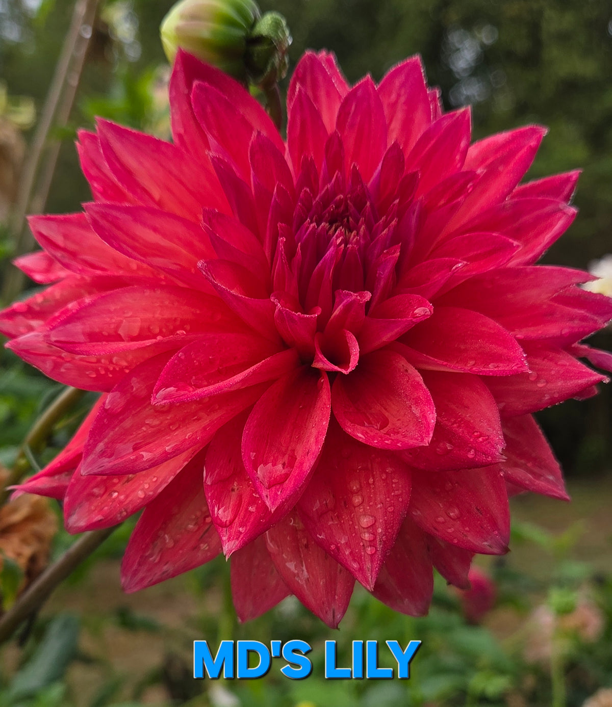 MD'S LILY