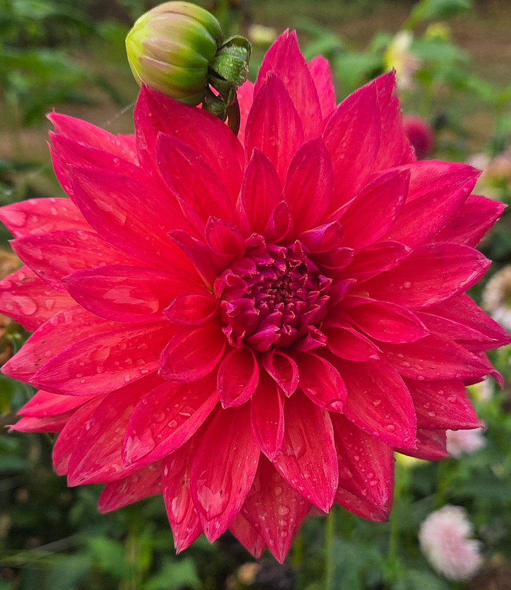 MD'S LILY