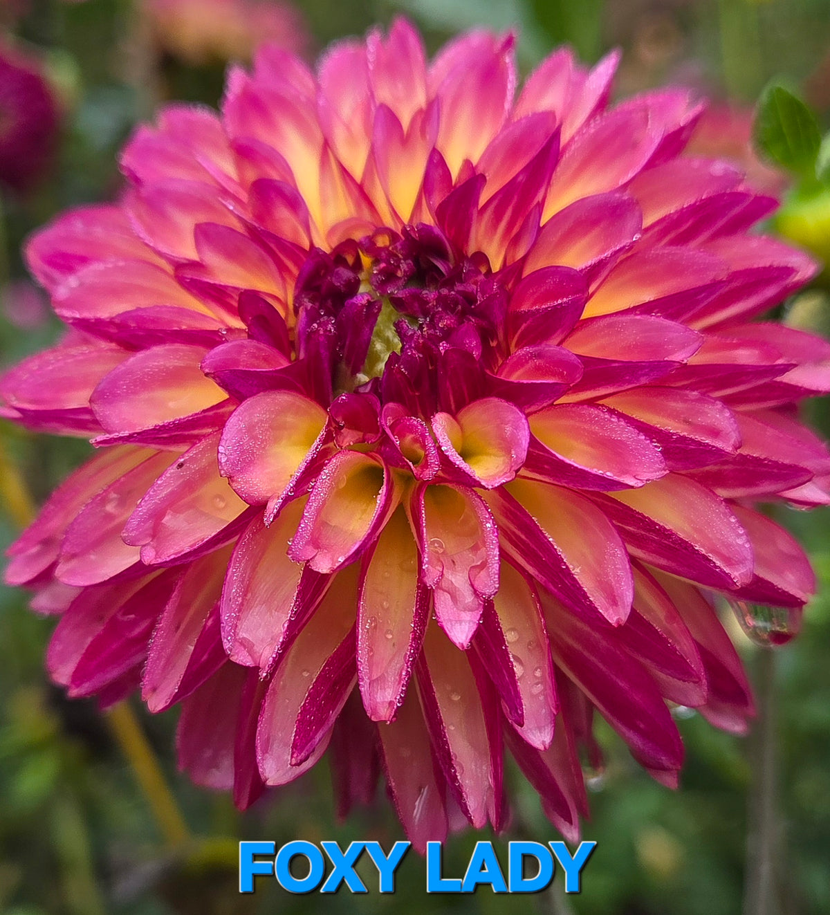 Foxy Lady