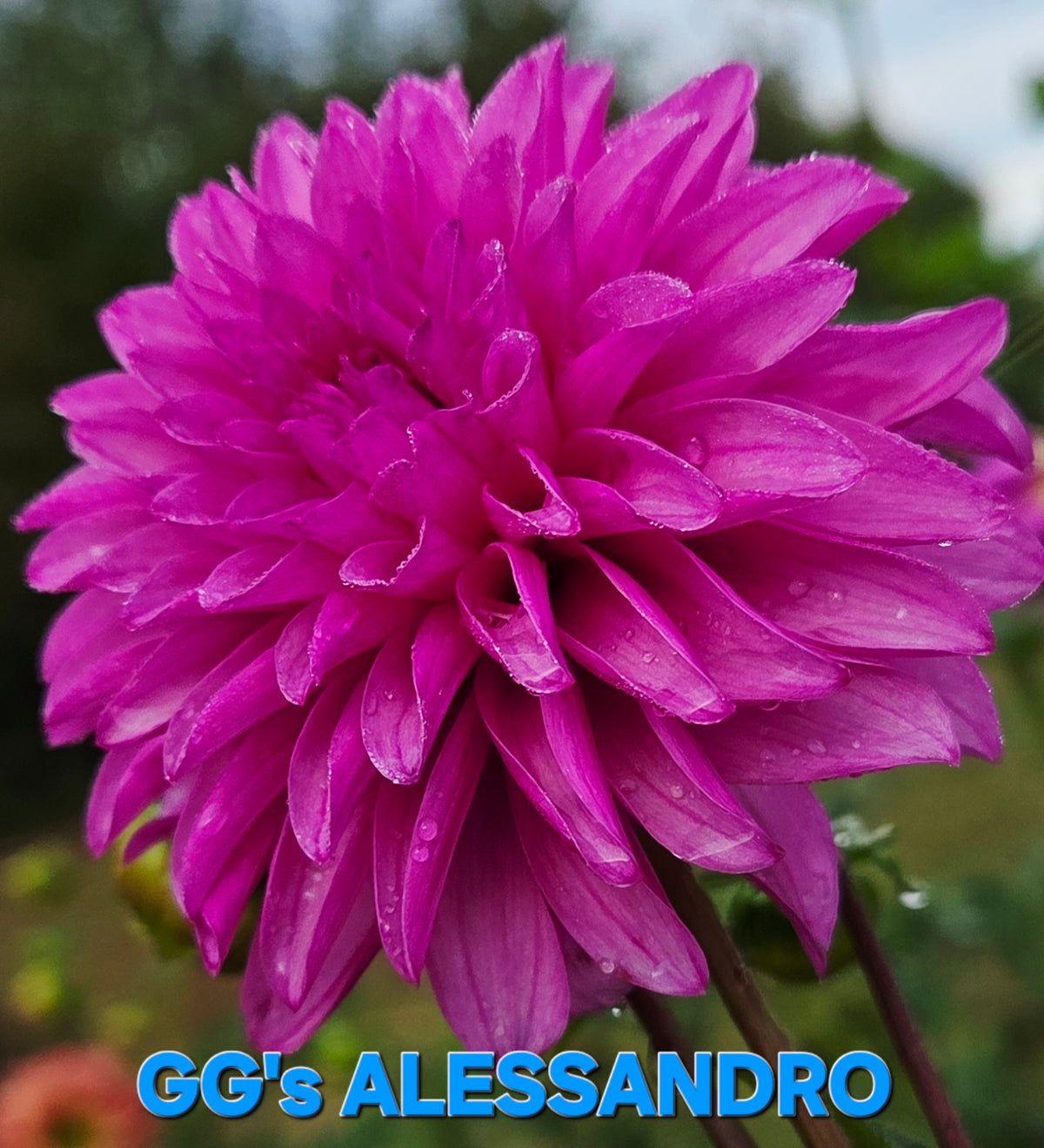 GG's Alessandro