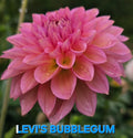Levi's Bubblegum