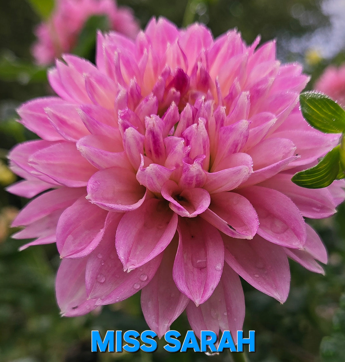 Miss Sarah
