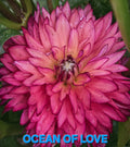 Ocean of Love