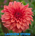 Lakeview Storm