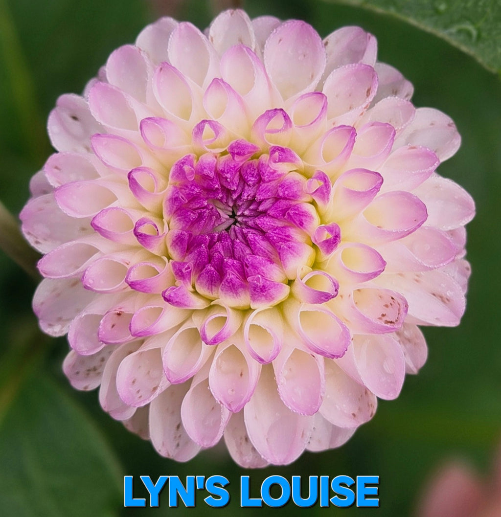 Lyn's Louise