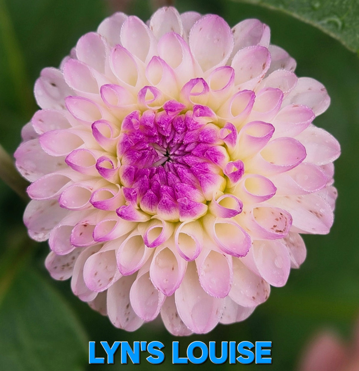 Lyn's Louise