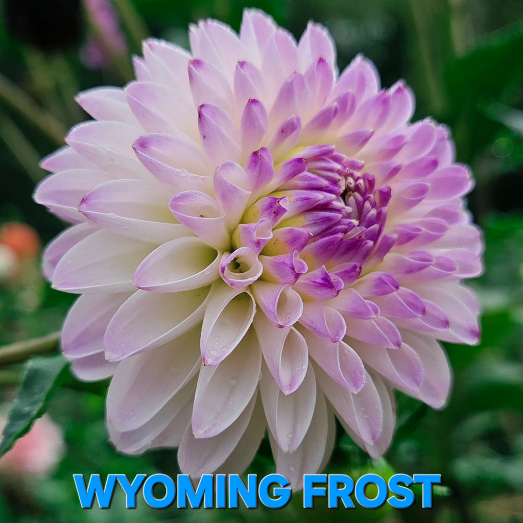 Wyoming Frost