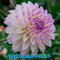 Wyoming Frost