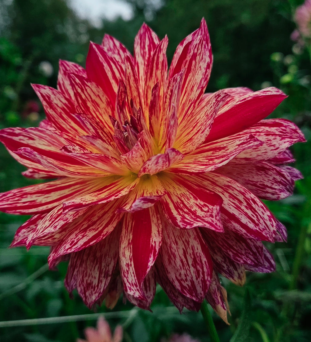 Hollyhill Pink Tigress