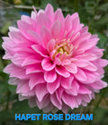 Hapet Rose Dream
