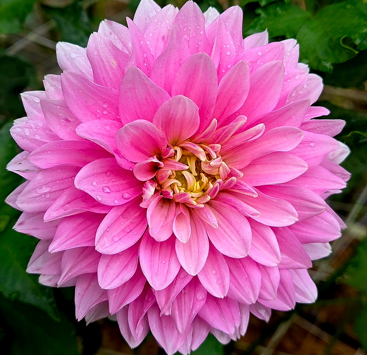 Hapet Rose Dream
