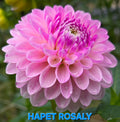 Hapet Rosaly
