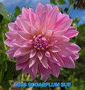 Miss Sugarplum Sue