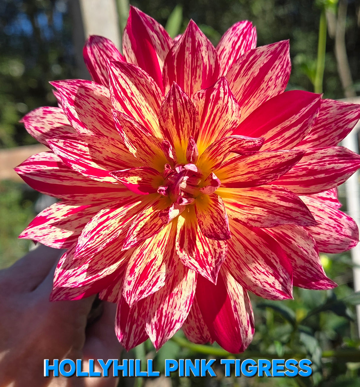 Hollyhill Pink Tigress
