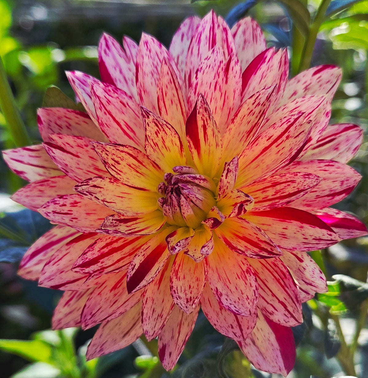 Hollyhill Pink Tigress