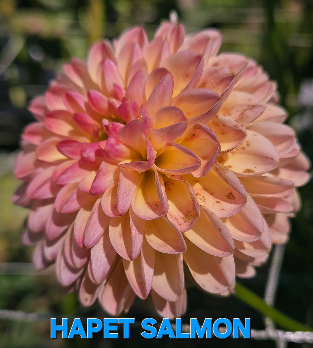 Hapet Salmon