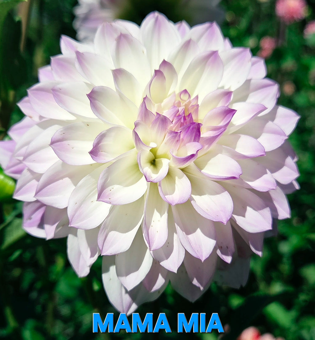 Mama Mia