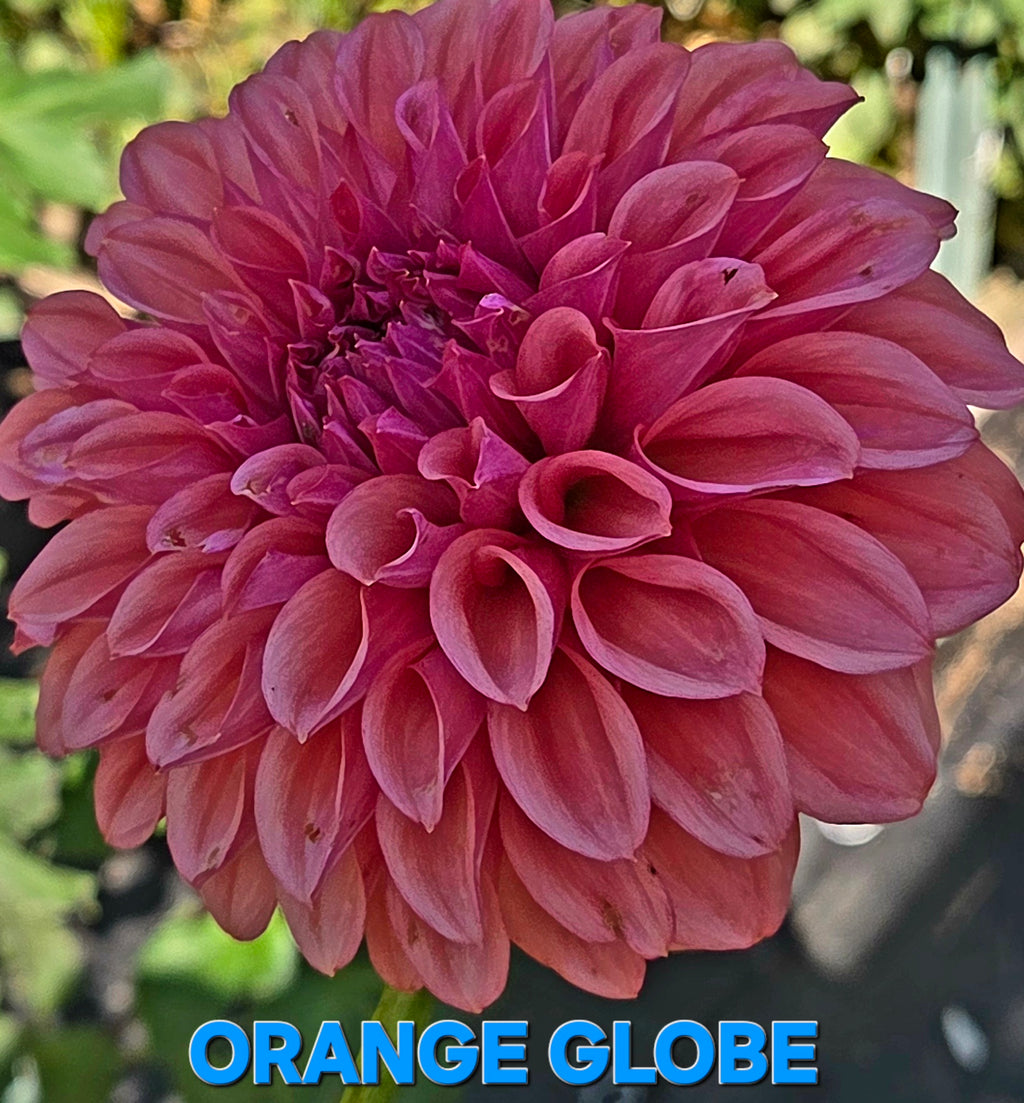Orange Globe