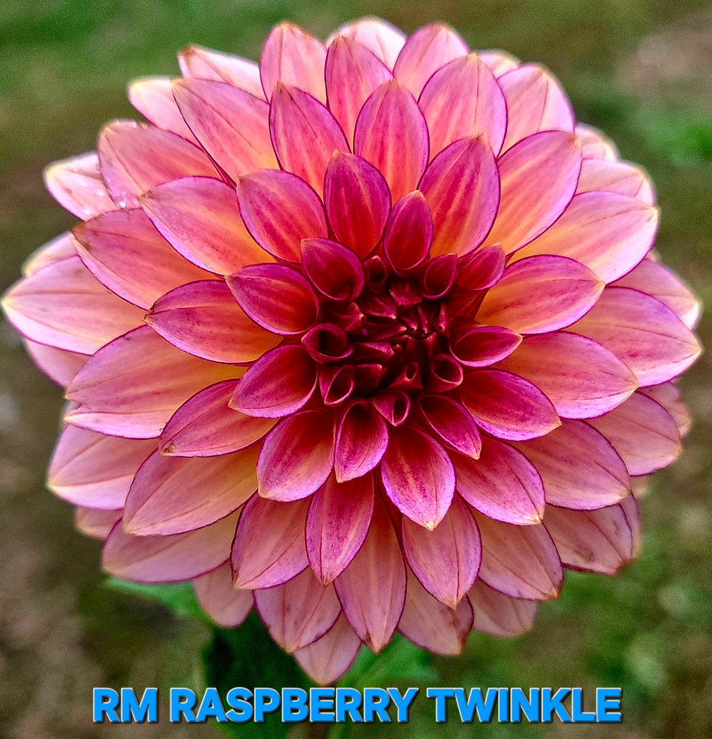 RM Raspberry Twinkle
