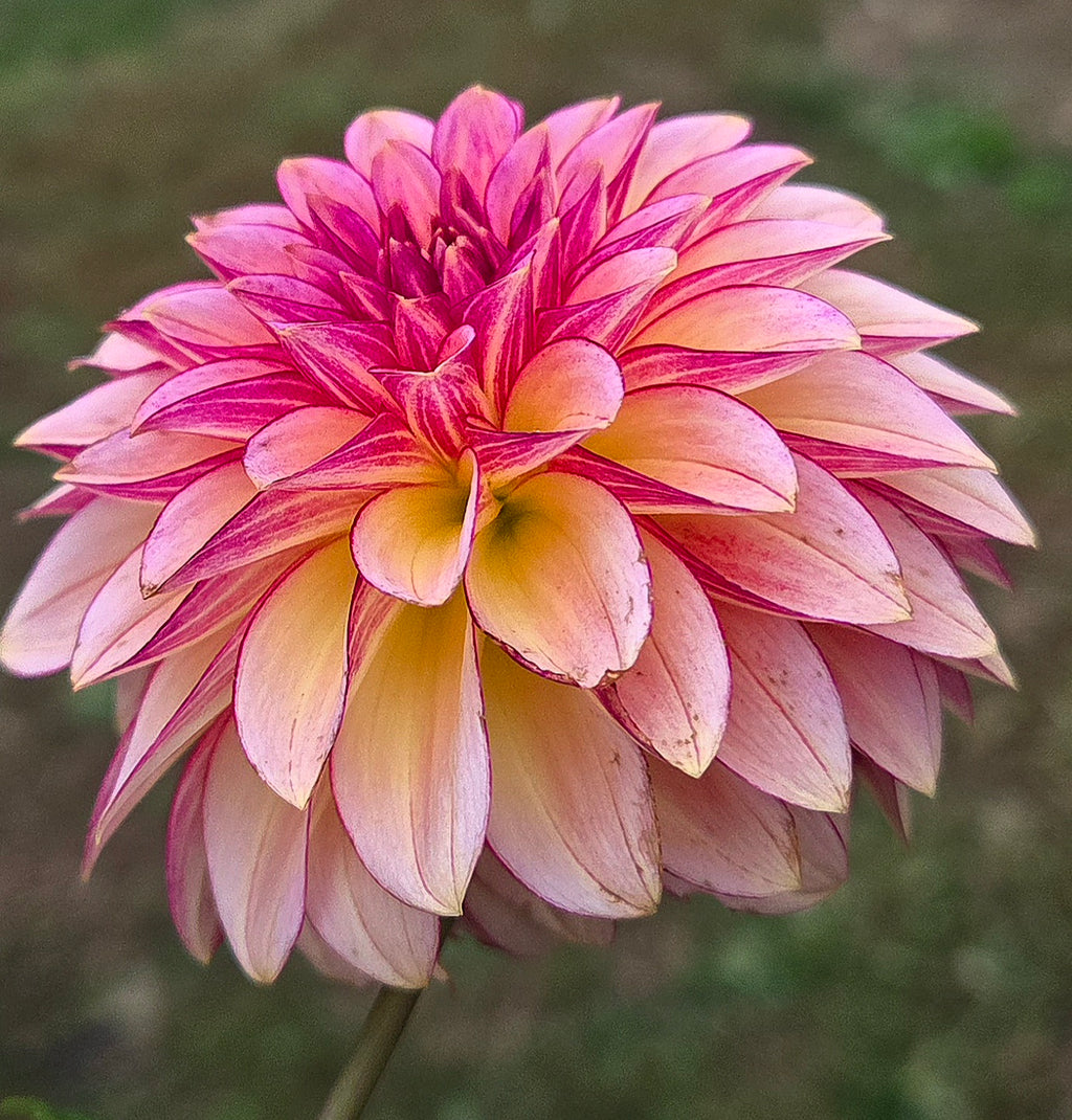 RM Raspberry Twinkle
