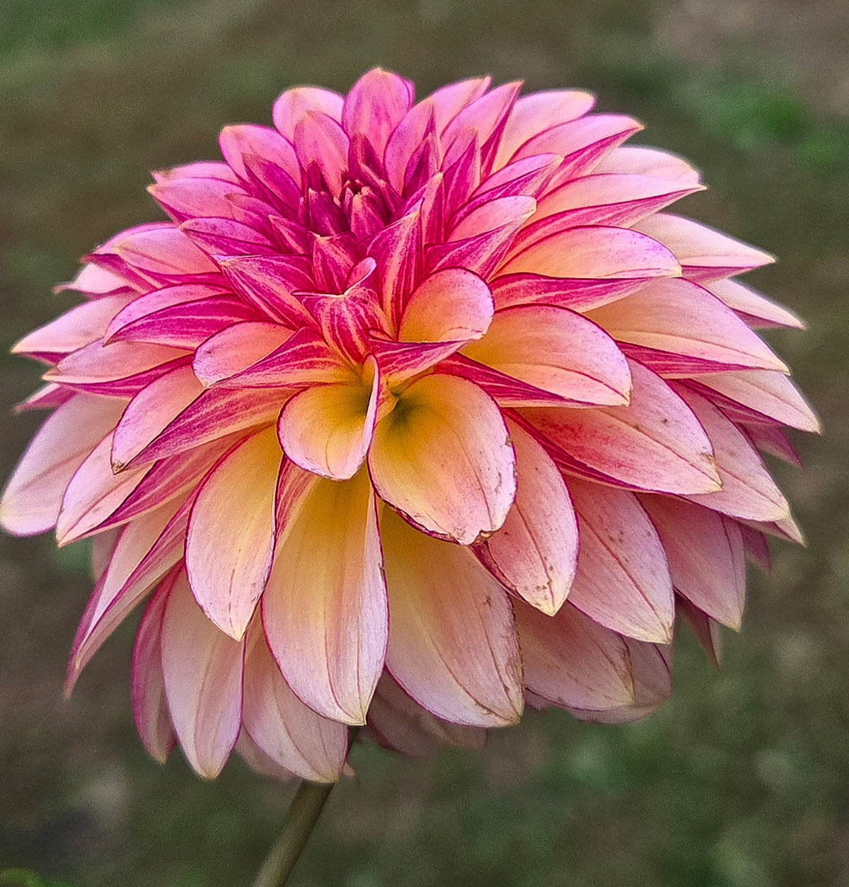 RM Raspberry Twinkle