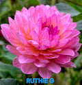 Ruthie G