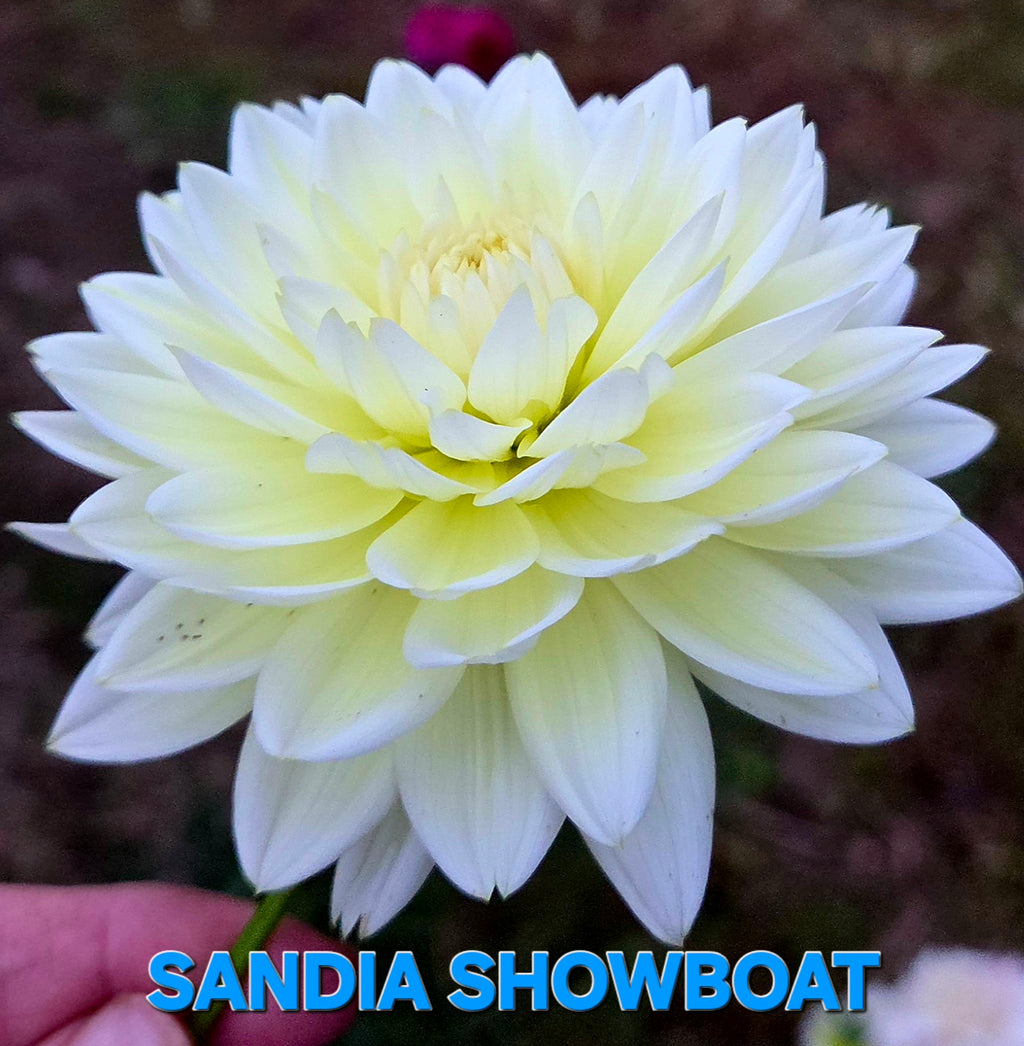 Sandia Showboat