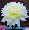 Sandia Showboat