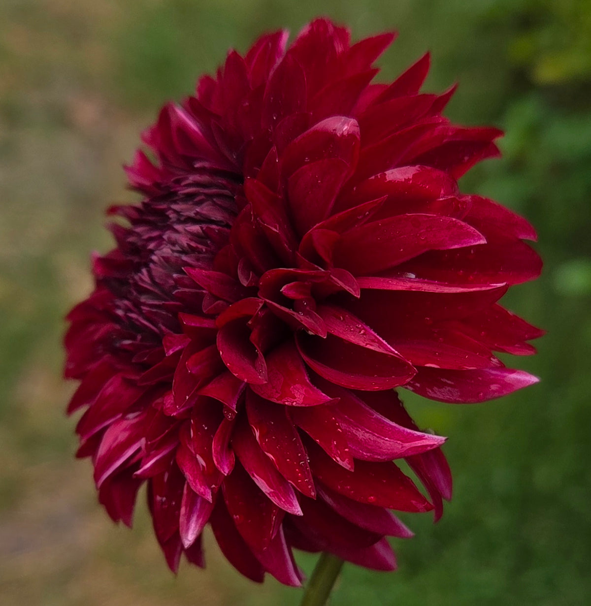 River’s Black Cherry