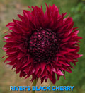River’s Black Cherry