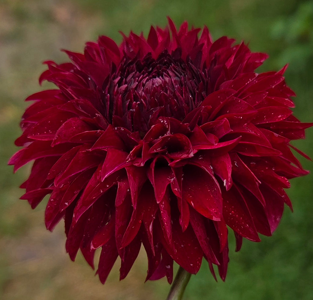 River’s Black Cherry