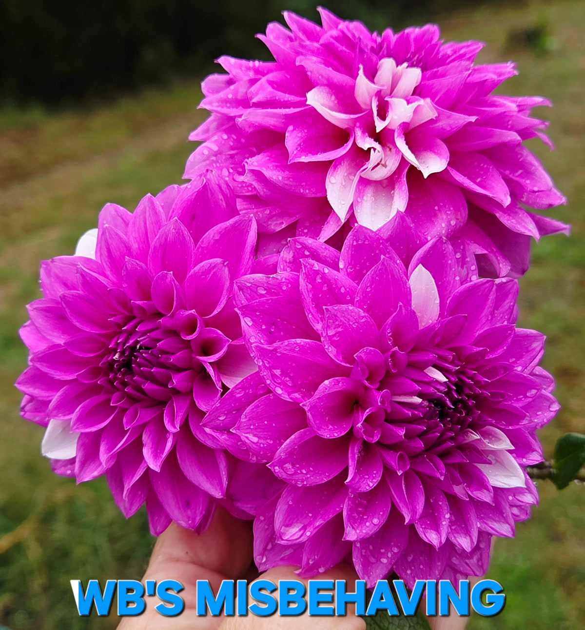 WB's Misbehavin'
