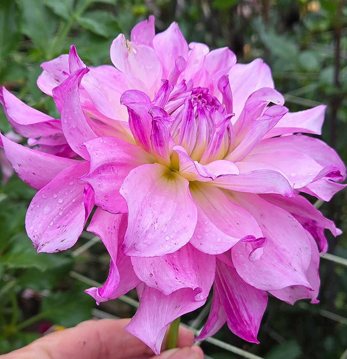 CMF Duchess