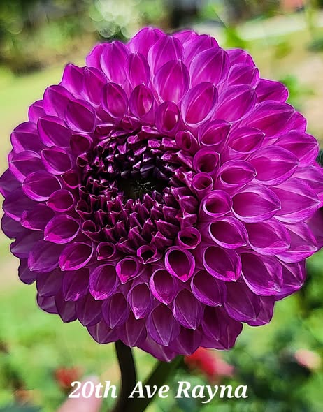 20TH AVE RAYNA – The Dahlia Buffet
