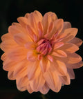 APRICOT DESIRE