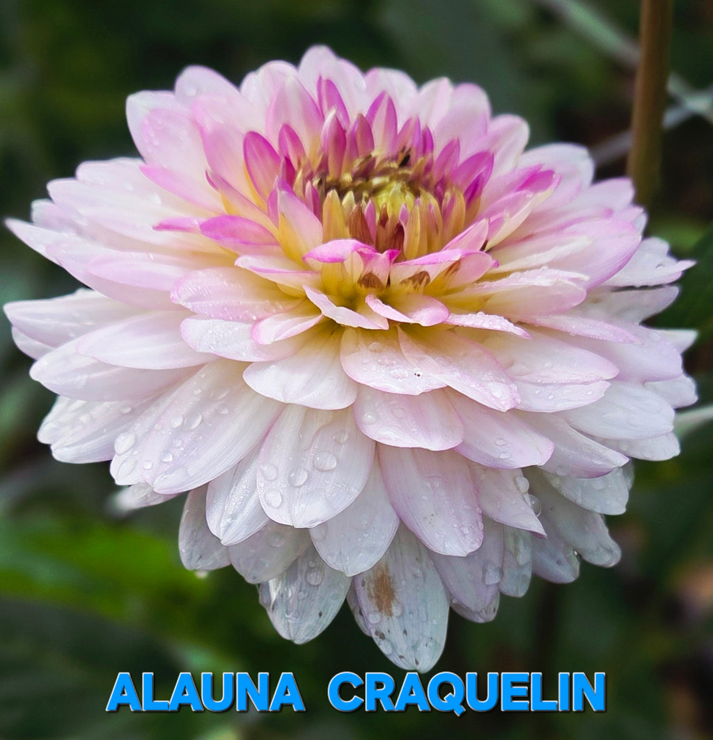 Alauna Craquelin