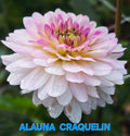 Alauna Craquelin