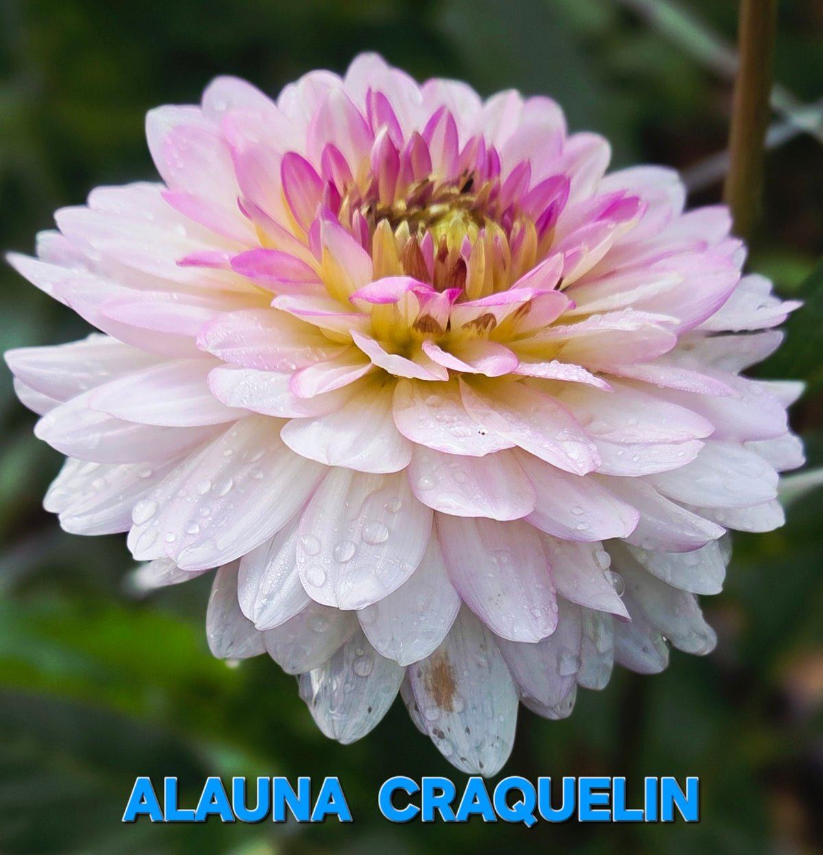 Alauna Craquelin